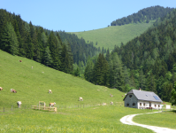 Naturerlebnisweg Von Alm zu Alm  (Rosenau am Hengstpaß)