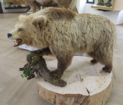 Bär Nurmi und das Jagdmuseum (Hohenbrunn) (Sankt Florian)