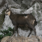 Naturmuseum (Ebensee am Traunsee)