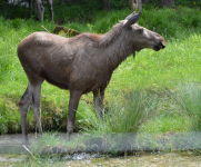 Cumberland Wildpark Grünau  (Grünau im Almtal)