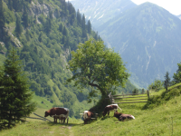 Landschaft des Großarltal (Hüttschlag)