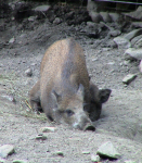 Wildschweine (Ferleiten an der Glocknerstraße)