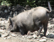 Wildschweine (Ferleiten an der Glocknerstraße)