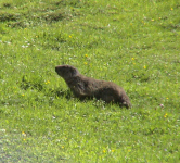 Nationalpark Hohe Tauern (Hohe Tauern)