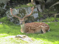 Wildpark (Ferleiten an der Glocknerstraße)