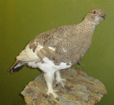 Alpenschneehuhn (Hohe Tauern)