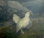 Alpenschneehuhn (Hohe Tauern)