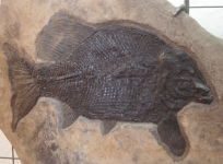 Fossilien - Omphalosaurus wolfi (Golling an der Salzach)