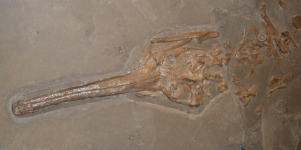 Fossilien - Omphalosaurus wolfi (Golling an der Salzach)