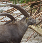 Salzburger Zoo (Hellbrunn) (Salzburg-Landeshauptstadt)