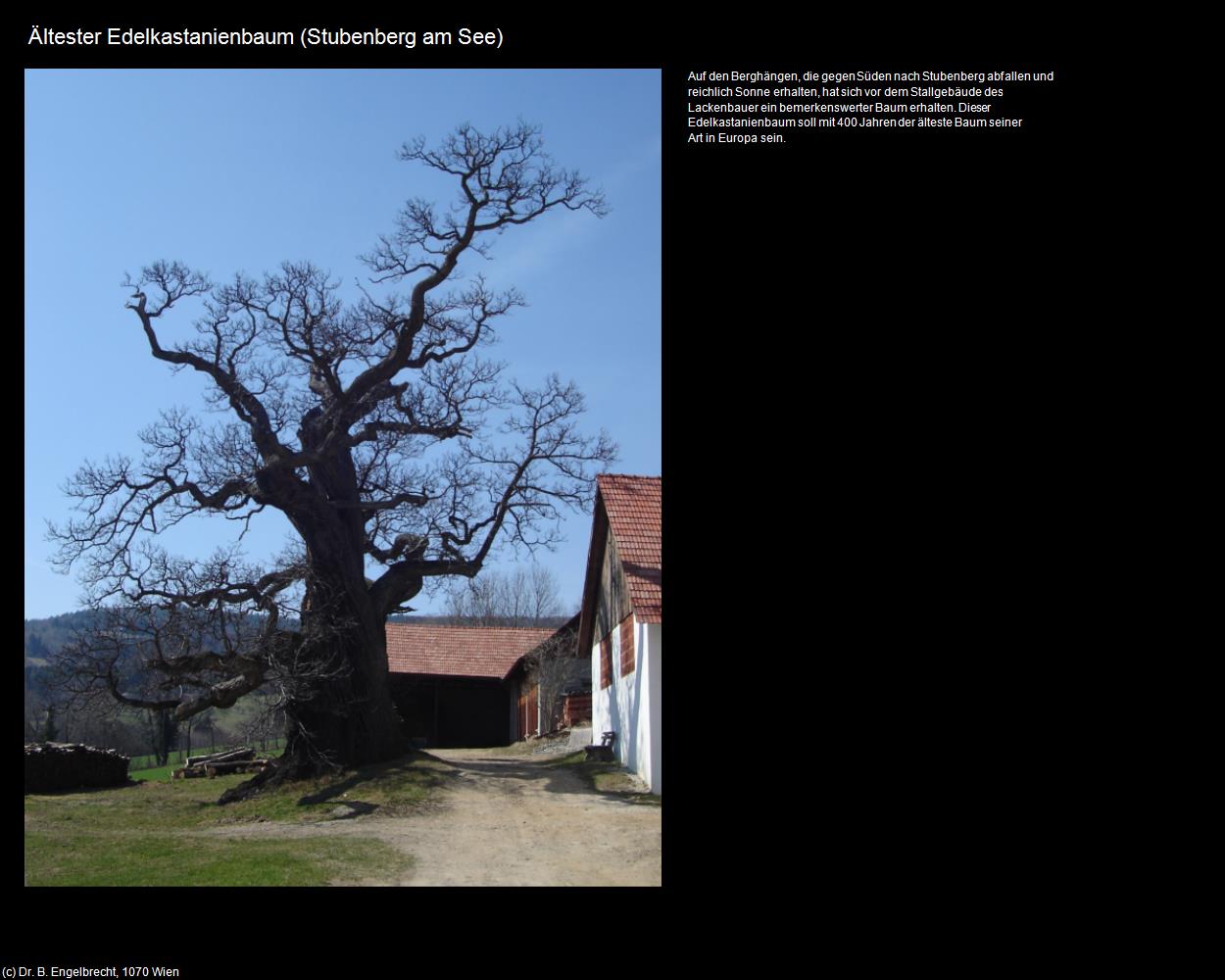 Ältester Edelkastanienbaum (Stubenberg am See) in Kulturatlas-STEIERMARK
