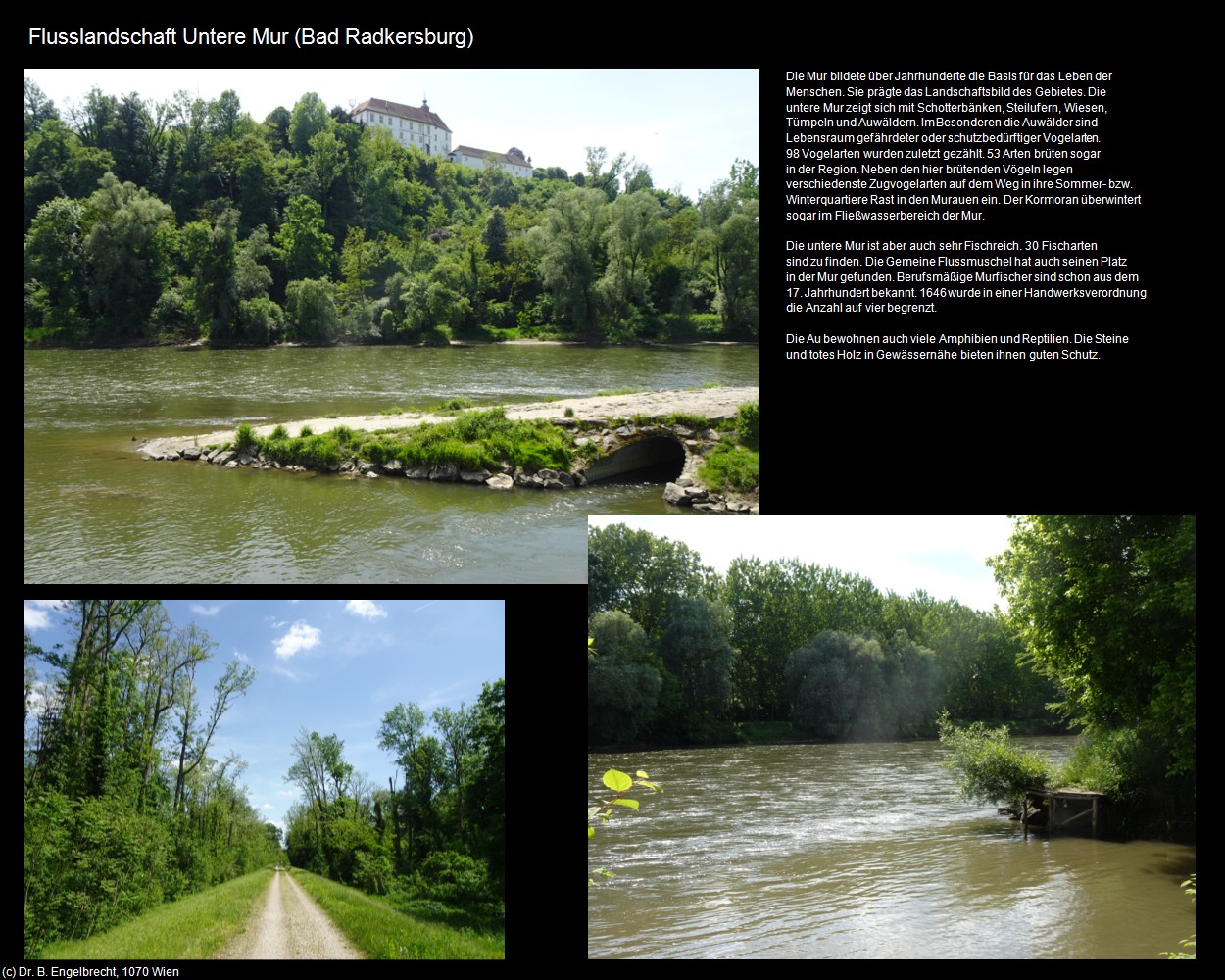 Flusslandschaft Untere Mur (Bad Radkersburg) in Kulturatlas-STEIERMARK