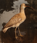 Brachvogel (Rheintal)