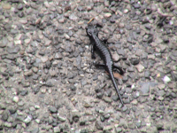 Alpensalamander (Arlberg/Klösterle)