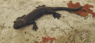 Alpensalamander (Arlberg/Klösterle)