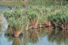 Naturschutzgebiet Rheindelta (Bodensee)