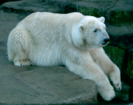 Tiergarten (Schönbrunn)