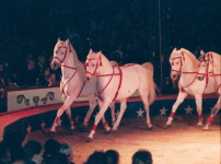 Wanderzirkus (II. Bezirk-Leopoldstadt)