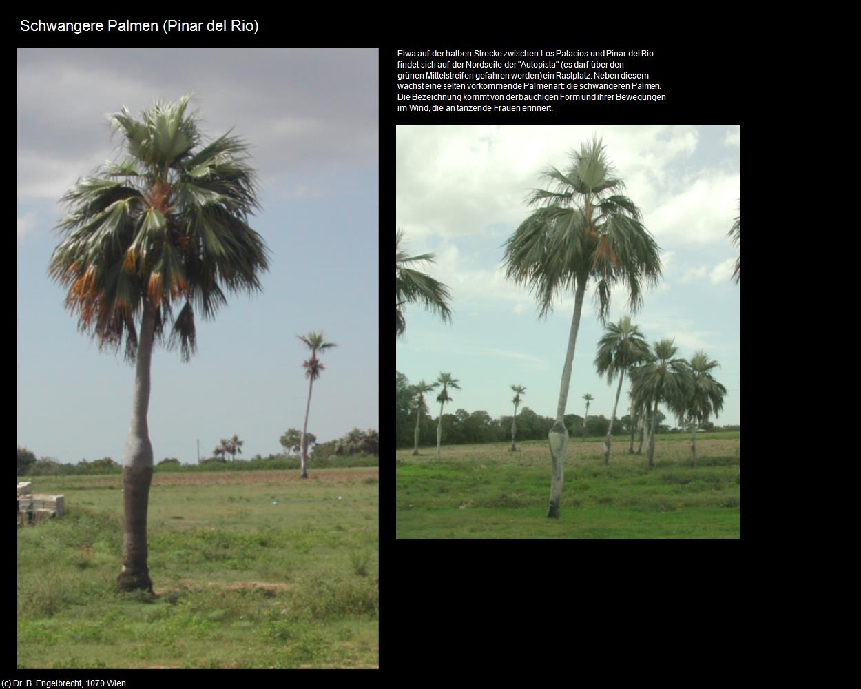 Schwangere Palmen (Pinar del Rio) in KUBA