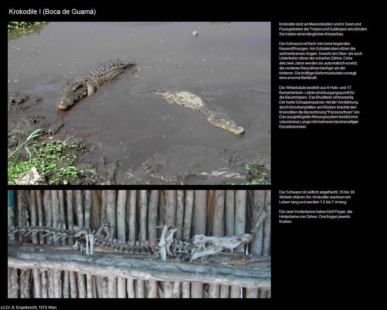 Krokodil I (Boca de Guamá) in KUBA