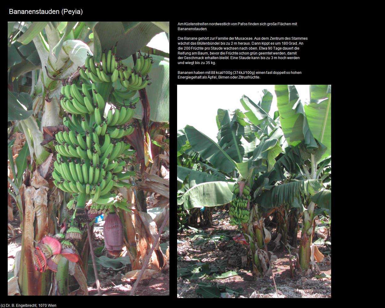 Bananenstauden (Peyia) in ZYPERN-Insel der Aphrodite