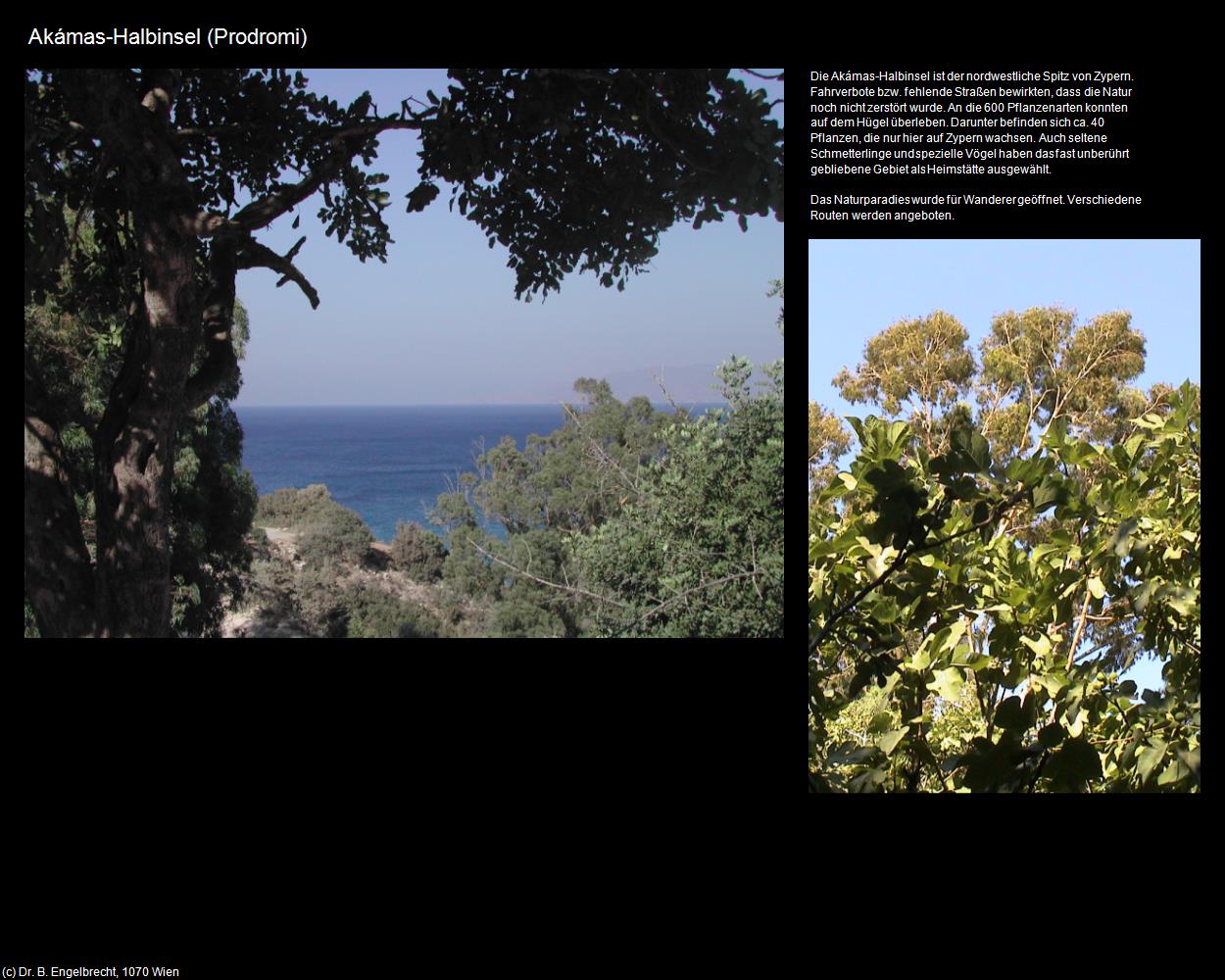 Akámas-Halbinsel (Prodromi) in ZYPERN-Insel der Aphrodite