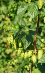 Hopfensau (Tettnang)