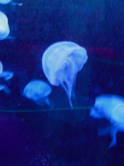 Sealife Konstanz  (Konstanz)