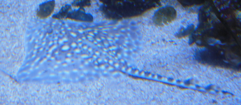 Sealife Konstanz  (Konstanz)
