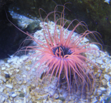 Sealife Konstanz  (Konstanz)