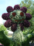 Blumeninsel (Mainau)