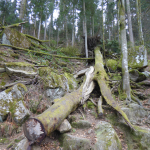 Schwarzwald (Neukirch) (Furtwangen)