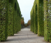 Schlossgarten I (Schwetzingen)