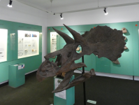 Urweltmuseum I (Aalen)