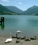 Schliersee (Schliersee)