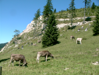 Kühe  (Bad Hindelang im Allgäu)