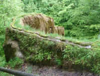 Wachsender Felsen (Usterling) (Landau an der Isar)