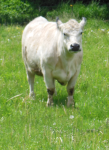 Leipheimer Moos (Leipheim)