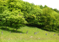 Judenfriedhof (Pappenheim)