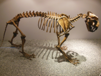 Naturkunde- und Mammut-Museum Siegsdorf (Siegsdorf)