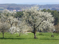 Kalchreuther Kirschgärten (Kalchreuth)