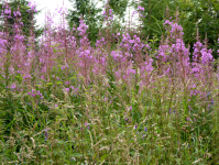 Naturpark bayrische Rhön I (Gersfeld)