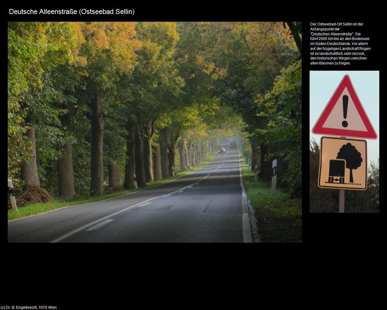 Deutsche Alleenstraße  (Ostseebad Sellin) in Kulturatlas-MECKLENBURG-VORPOMMERN