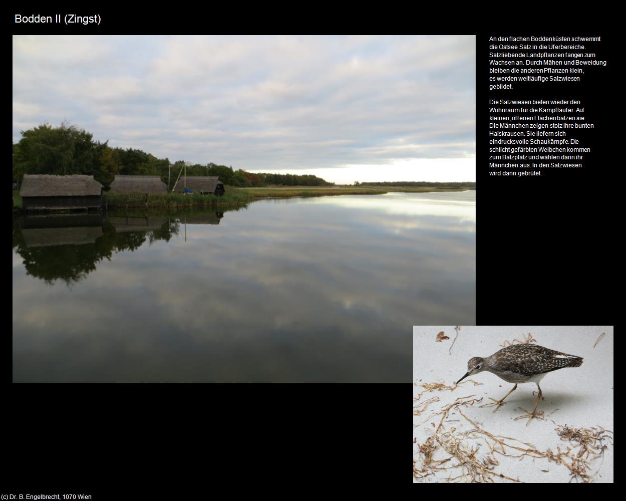 Bodden II (Zingst) in Kulturatlas-MECKLENBURG-VORPOMMERN