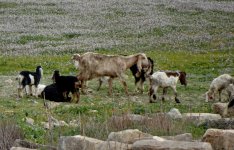 Schafe und Ziegen (Tierwelt) (+Allgemeines-Algerien)