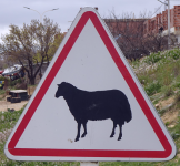 Schafe und Ziegen (Tierwelt) (+Allgemeines-Algerien)