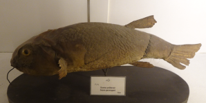 Ahmed Zabana National Museum II (Oran)