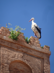 Wei&szlig;storch/Ciconia ciconia (Tierwelt) (Tlemcen)