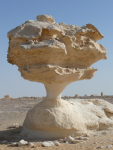 Pilze in der Weißen Wüste (Bahariya-Farafra, Westliche Wüste)