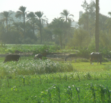 Qarun-See (Oase Al-Fayoum, Nil-Tal)